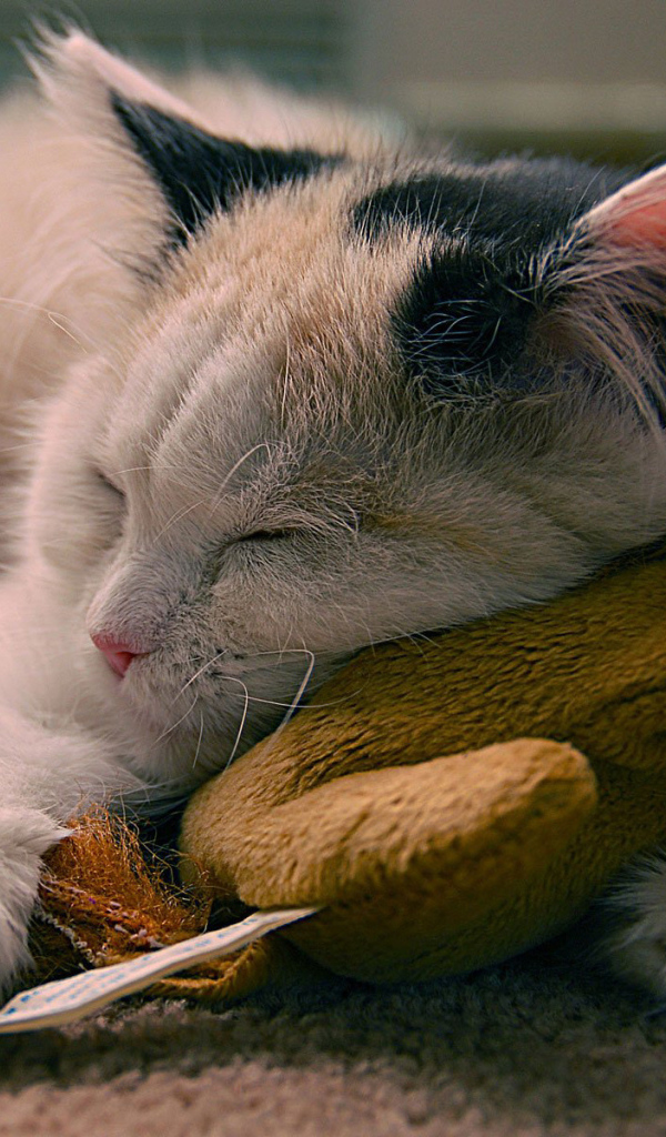 Кот с любимой игрушкой