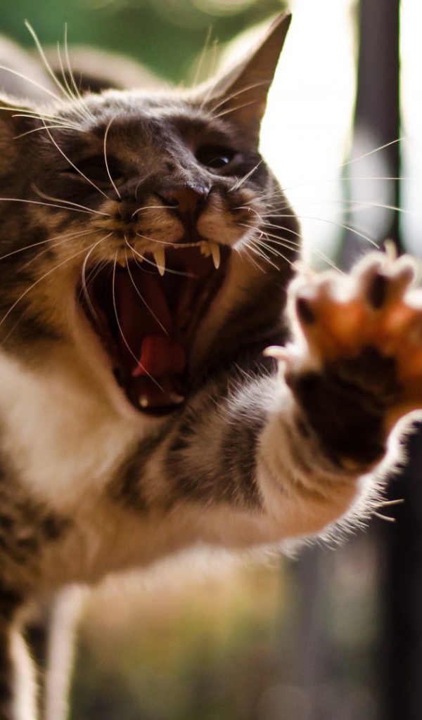 Кот с открытым ртом