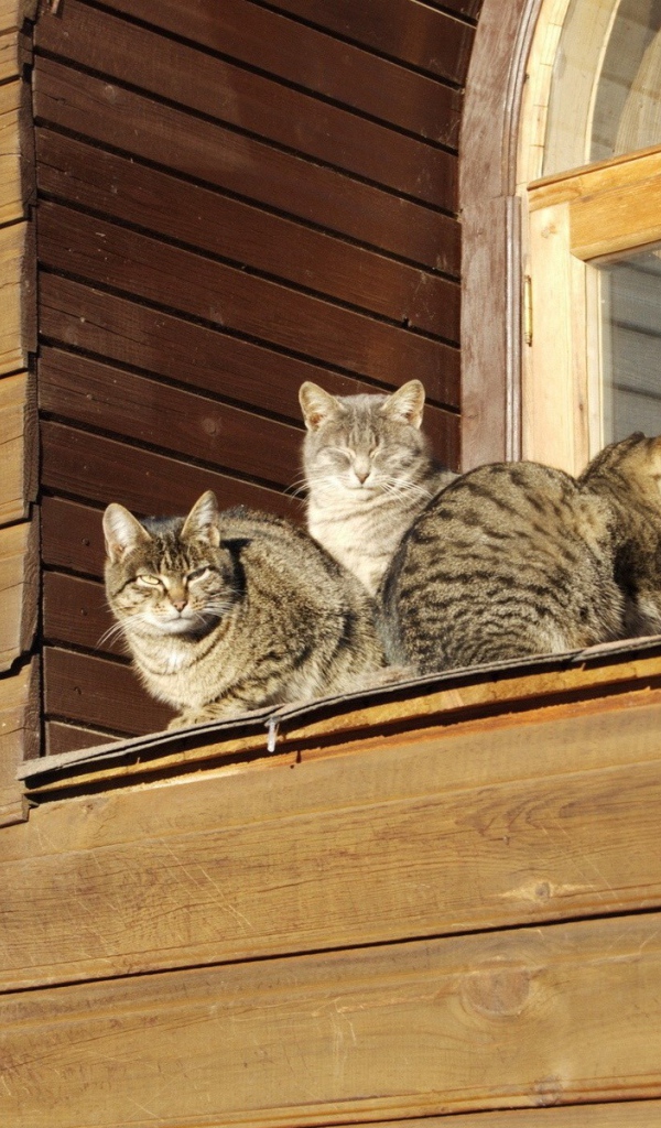 Кошки греются на солнце