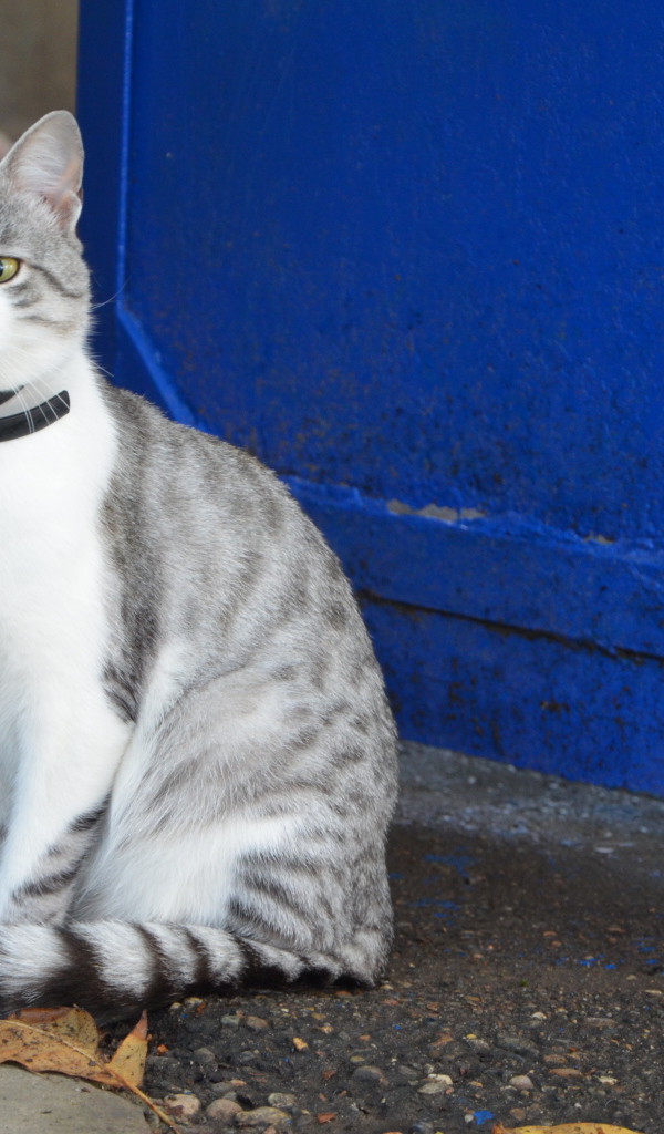 Ошейник у аравийского мау