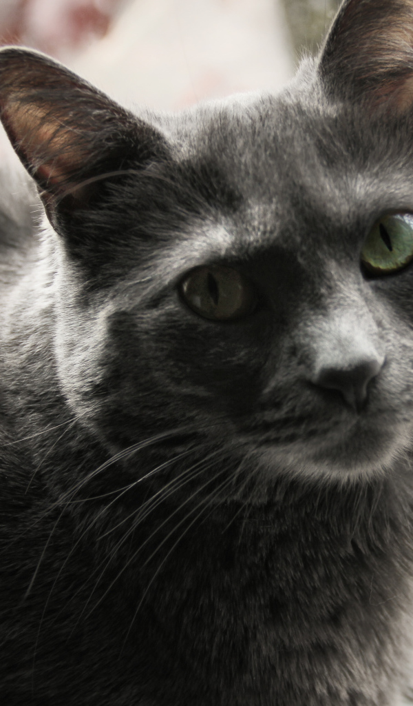 Довольный кот корат