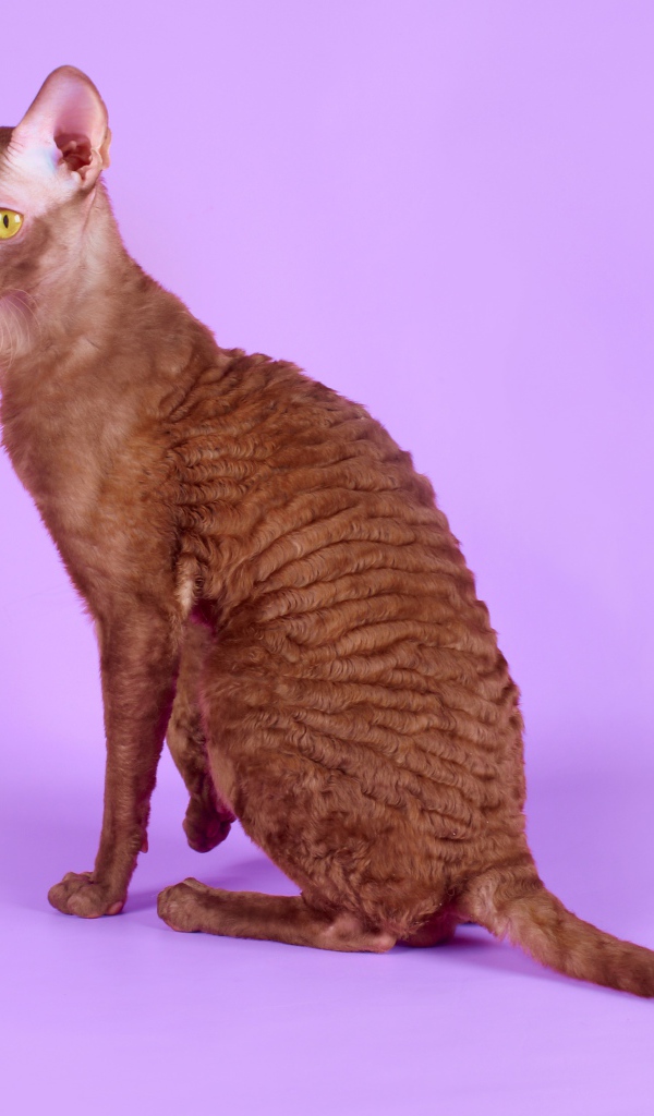 Коричневый корниш рекс