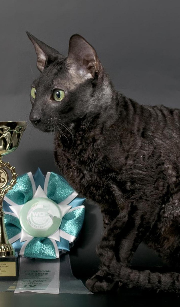 Кот корниш рекс с наградами