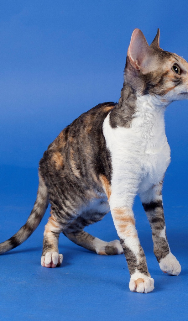 Корниш рекс на голубом фоне