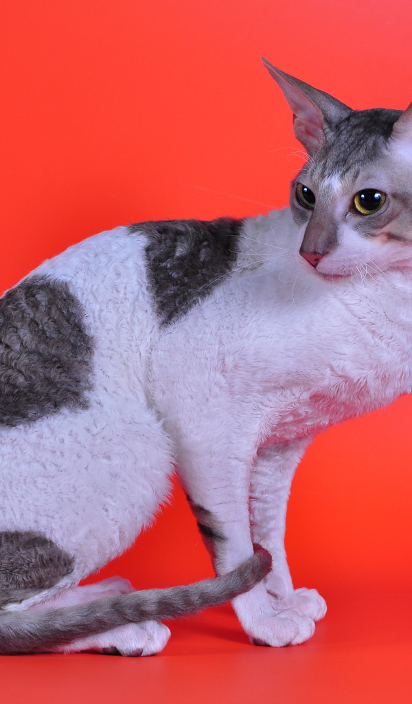 Корниш рекс на красном фоне