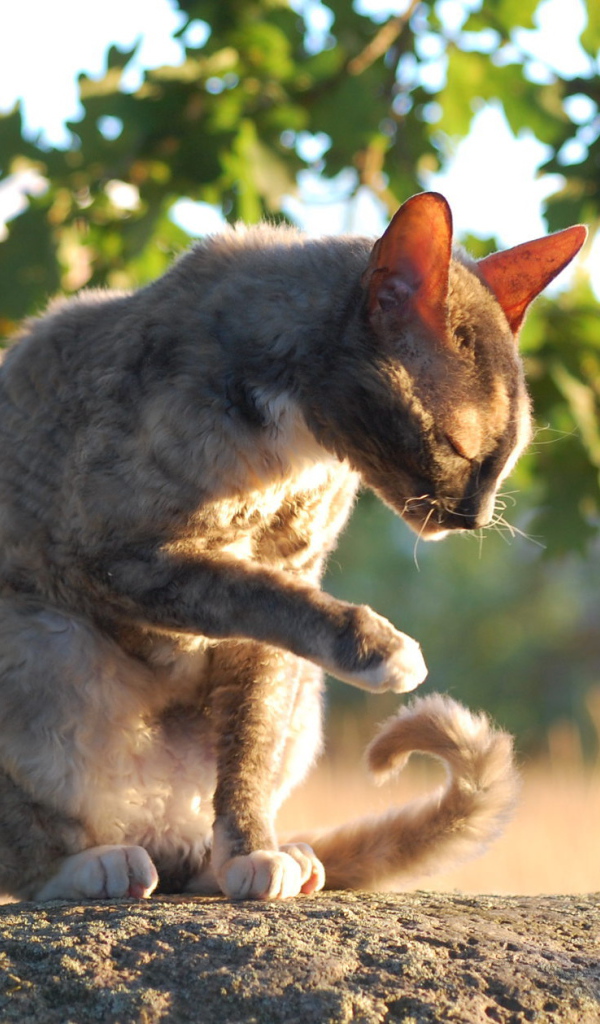 Корниш рекс умывается