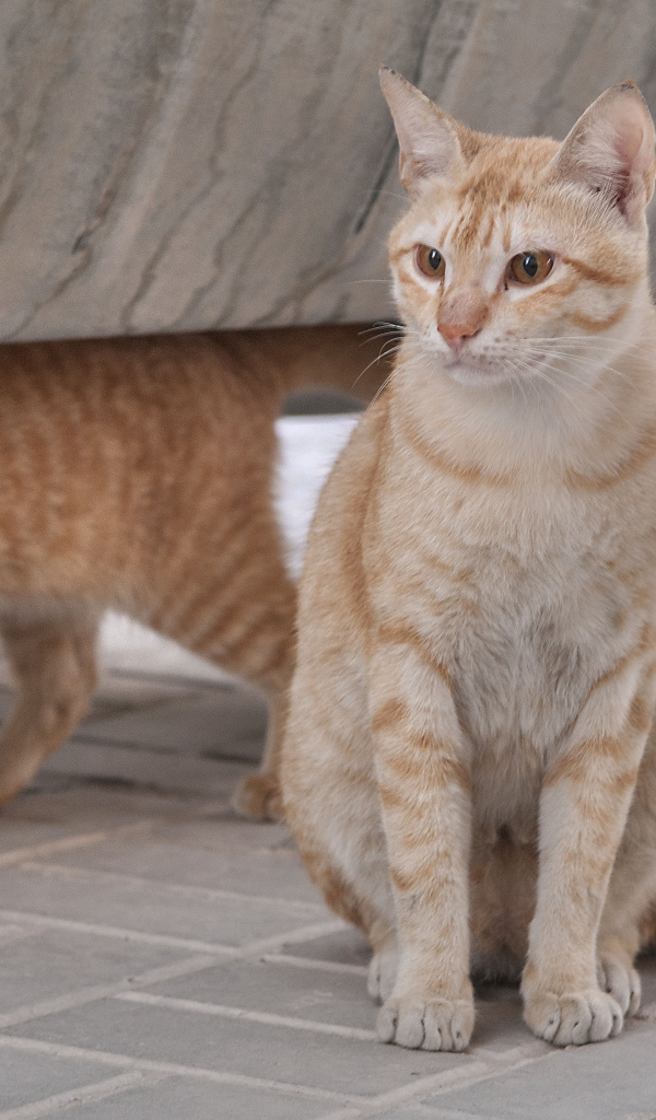 Пара кошек аравийский мау