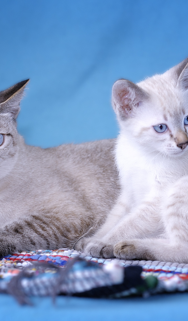 Пара кошек меконгский бобтейл