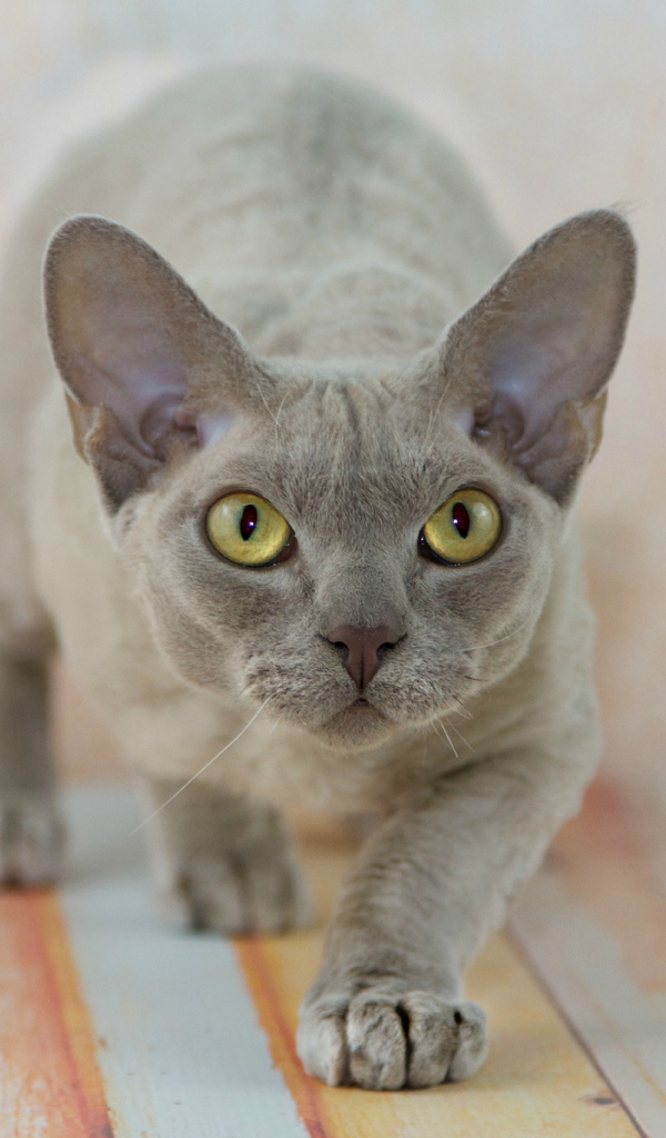 Крадущийся девон-рекс