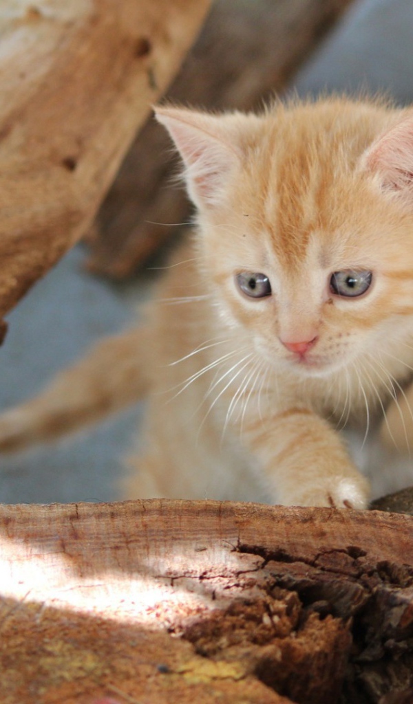 Любопытный котенок