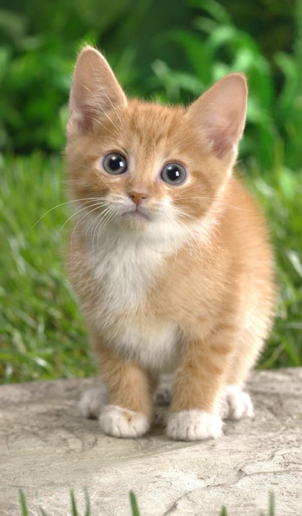 Забавный котенок