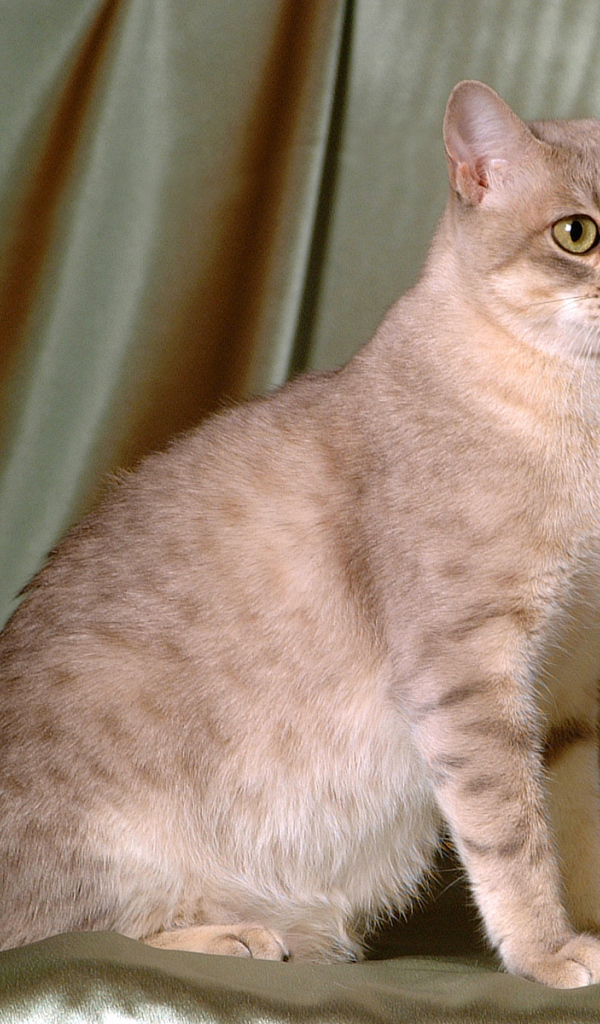 Милый австралийский мист