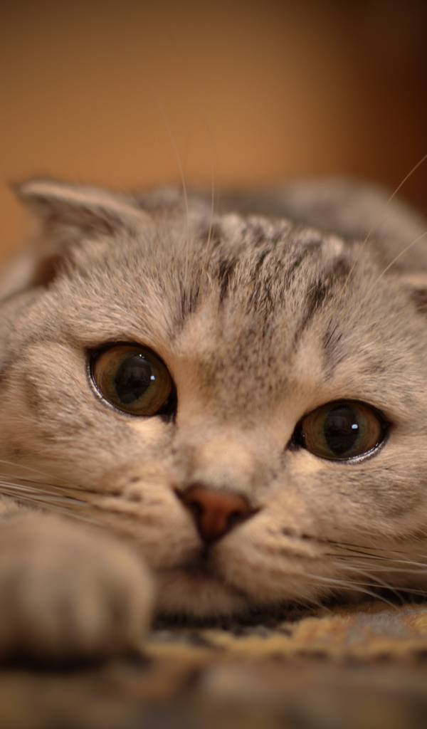 Милая шотландская кошка