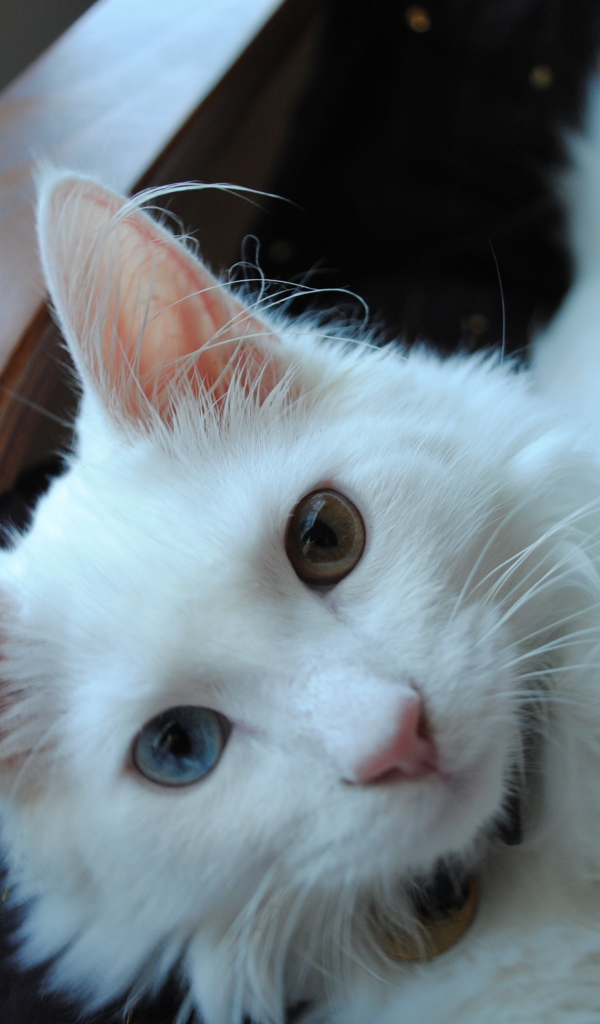 Милый кот турецкая ангора