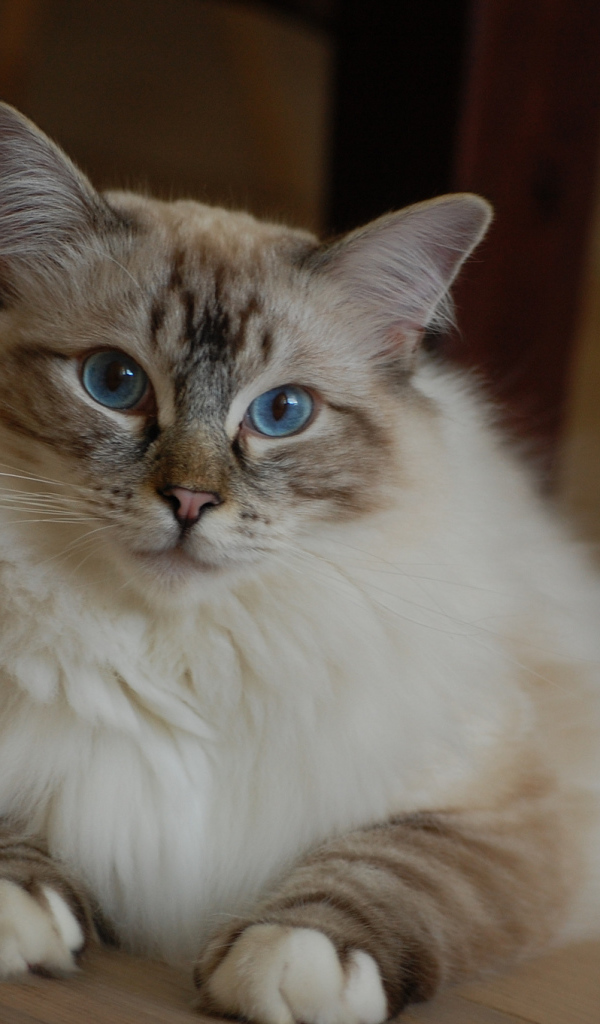 Милая кошка рэгдолл