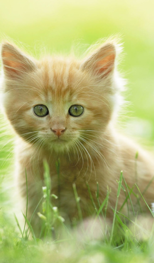 Красивый котенок