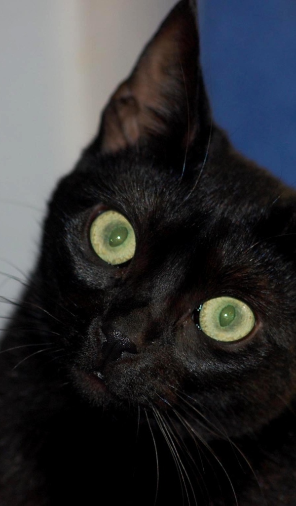 Милый котенок бомбейской кошки