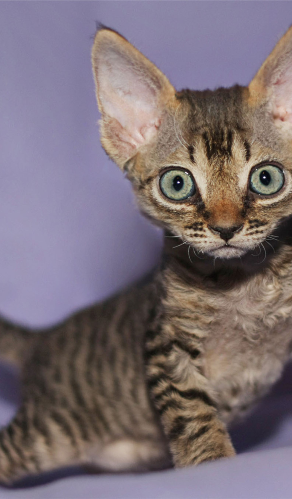 Милый котенок девон-рекс