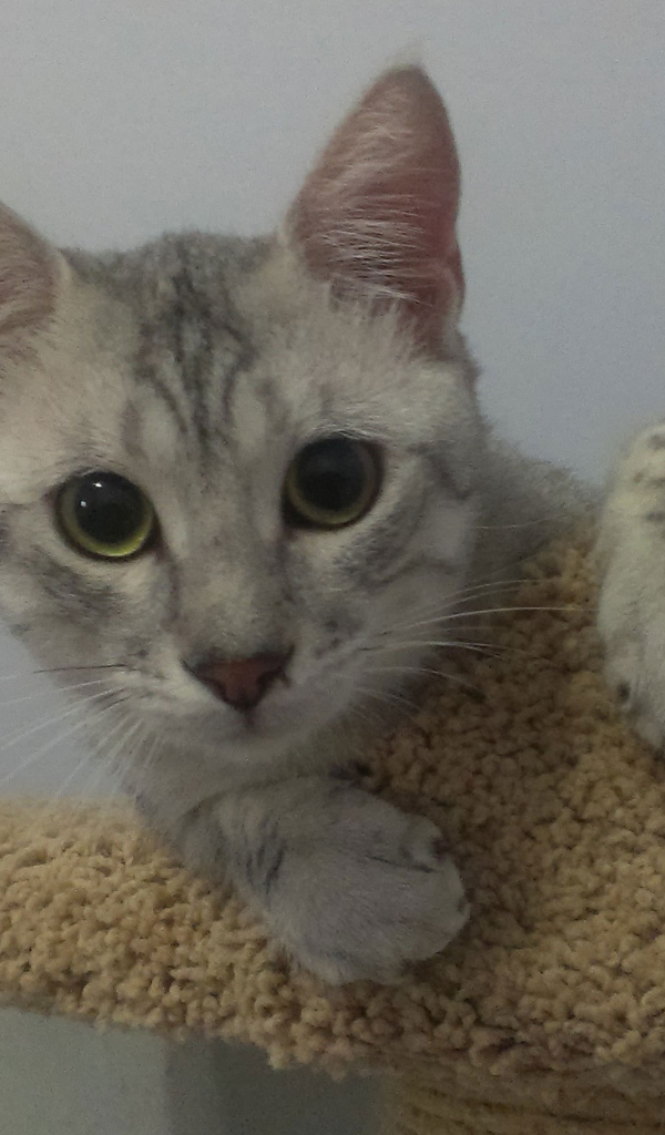 Милый котенок египетская мау