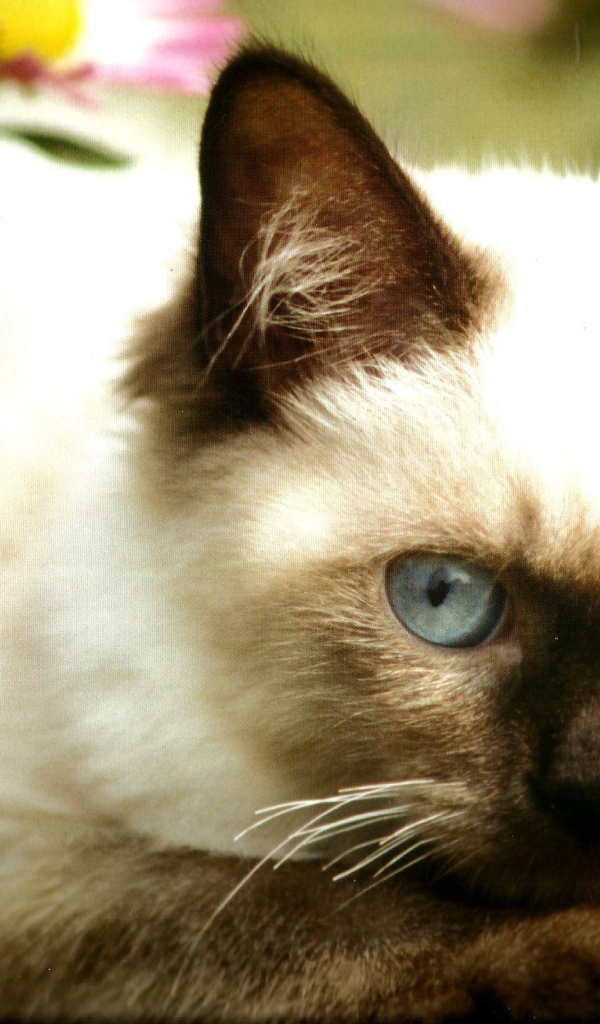 Милый котенок гималайской кошки