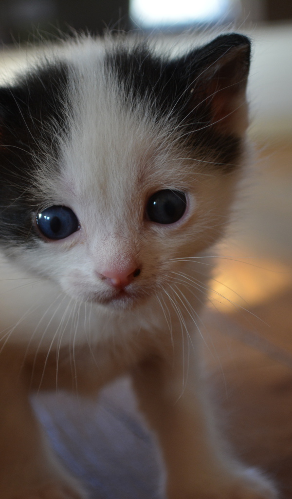 Милый котенок японского бобтейла