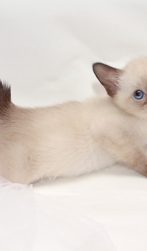 Милый котенок меконгский бобтейл(автор Nelly Shuyskaya)