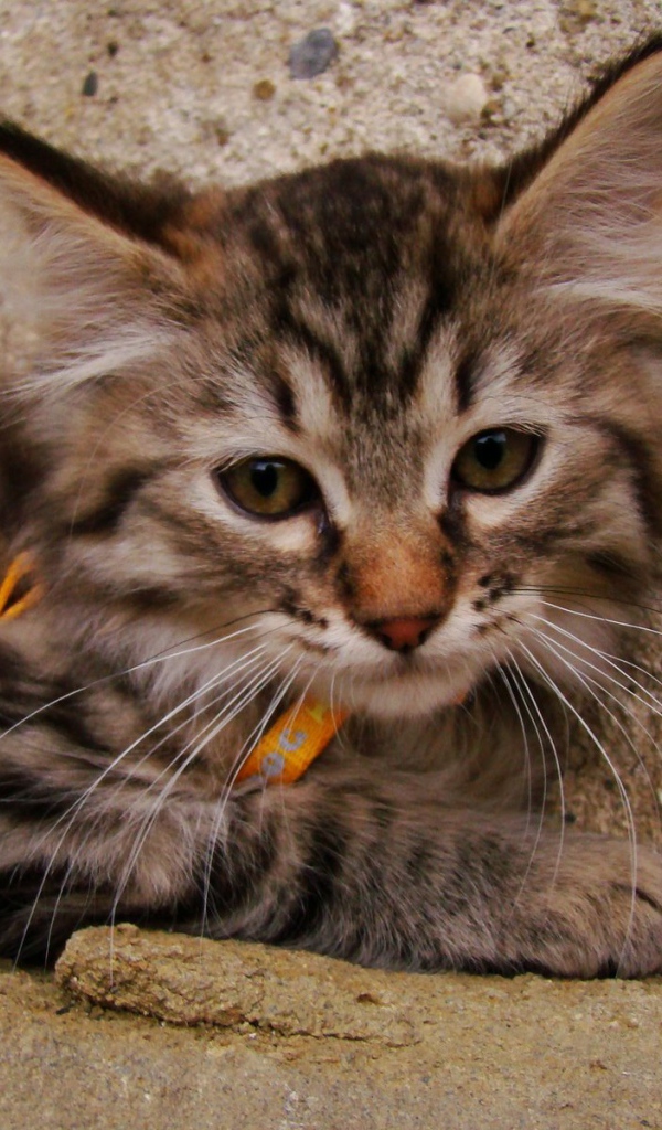 Милый котенок пиксибоб