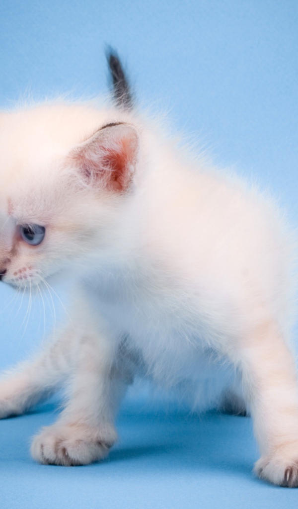 Мяукающий котенок