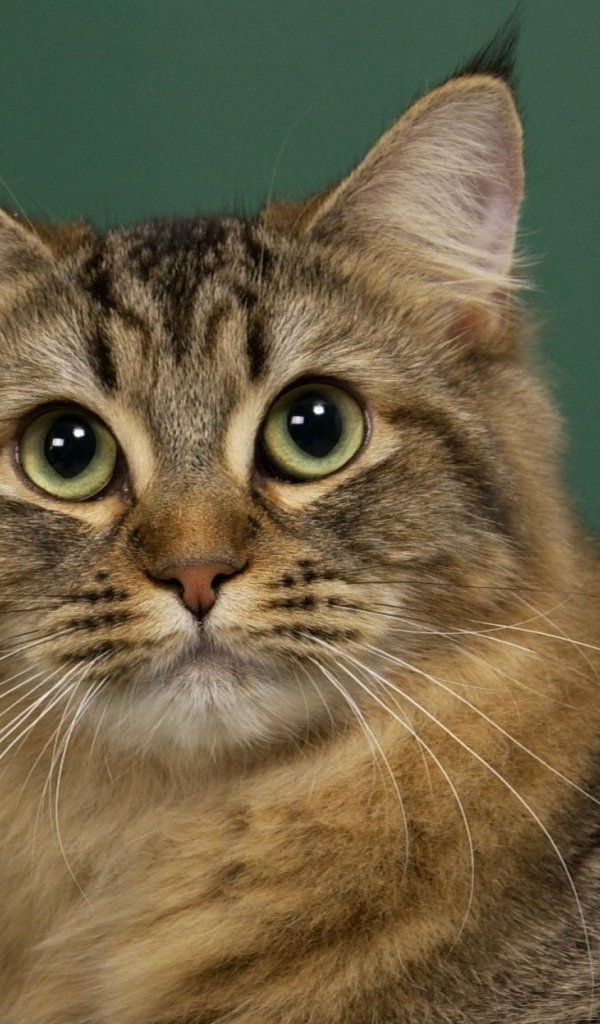 Милашка американский бобтейл