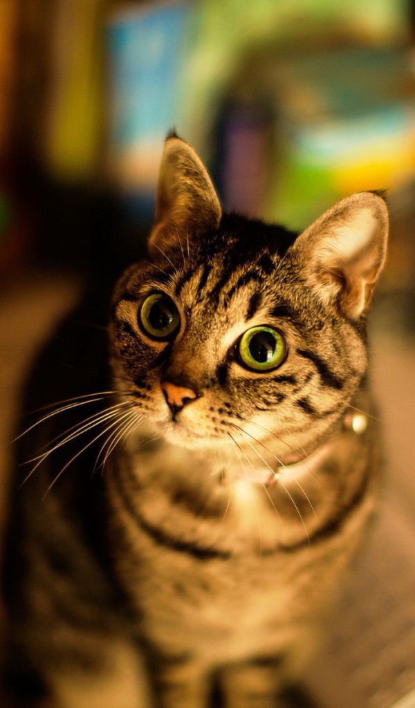 Милашка американская короткошерстная кошка