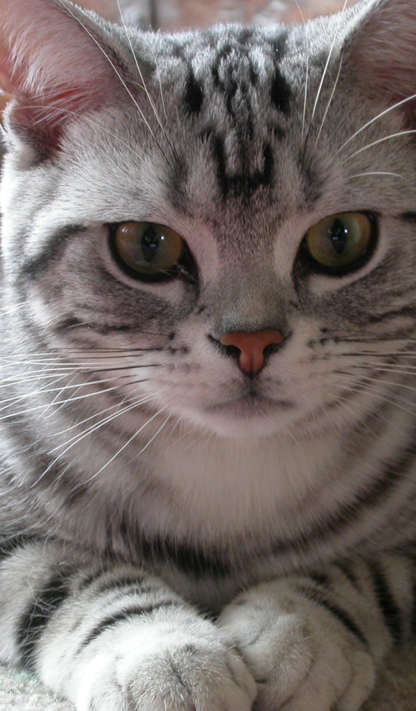 Милашка американская жесткошерстная кошка