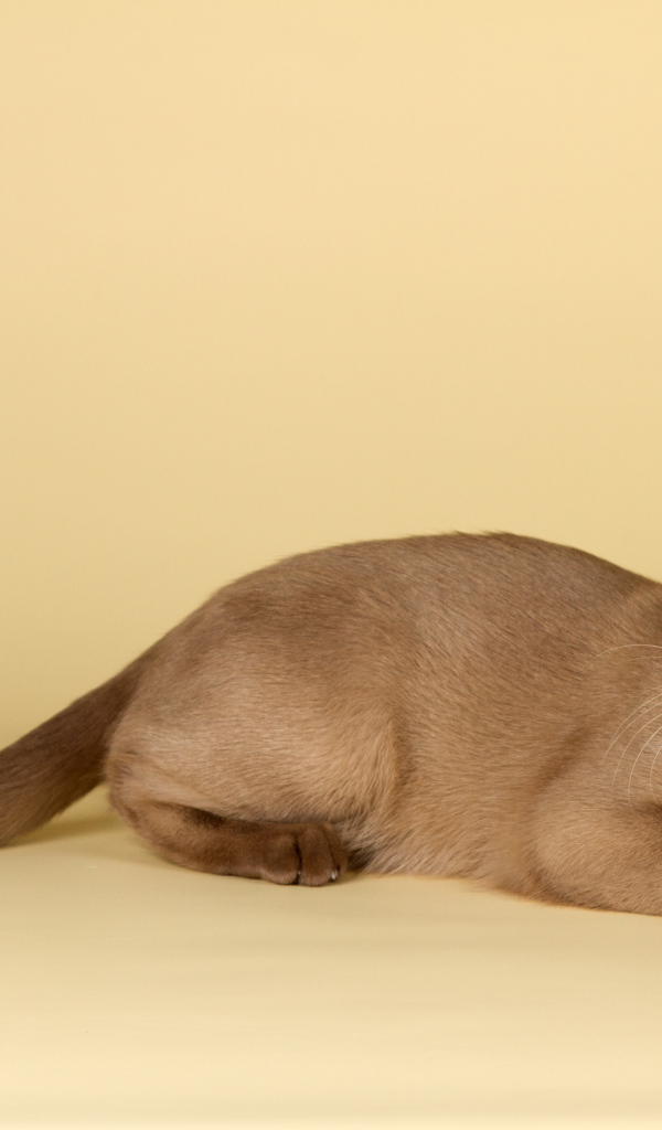 Милашка бурманская кошка