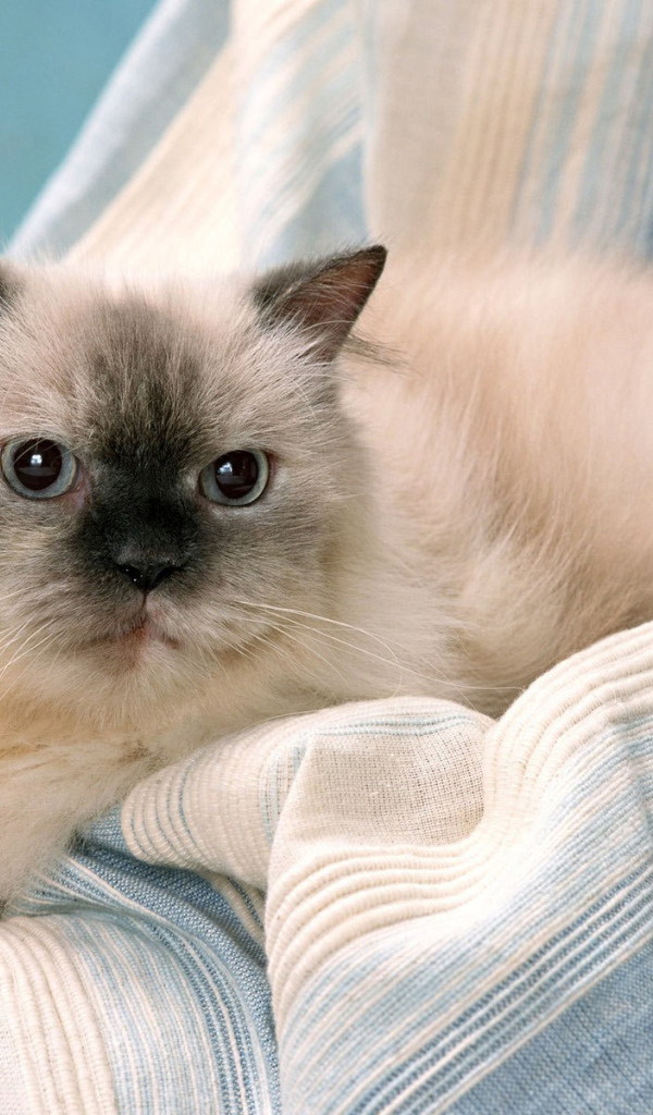 Милашка гималайская кошка