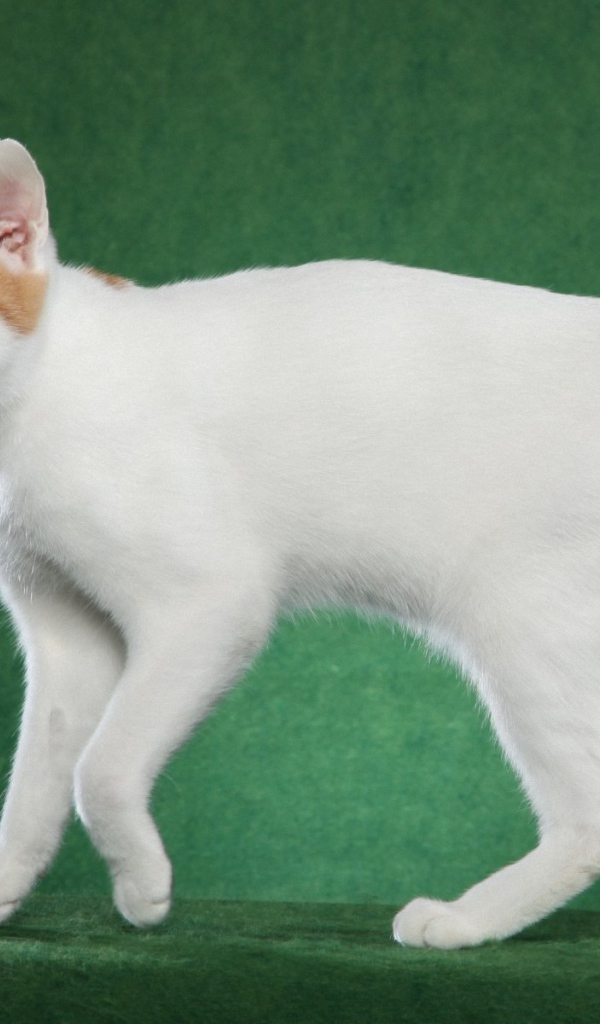 Милашка японский бобтейл