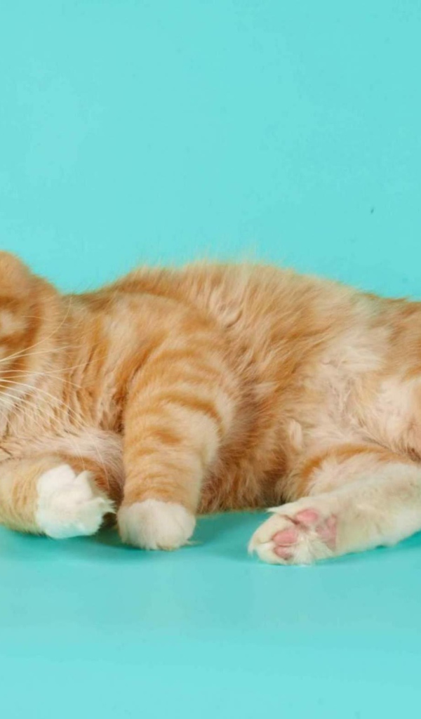 Милашка курильский бобтейл