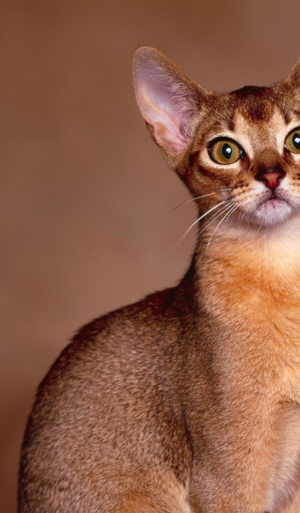 Милашка ориентальная короткошерстная кошка