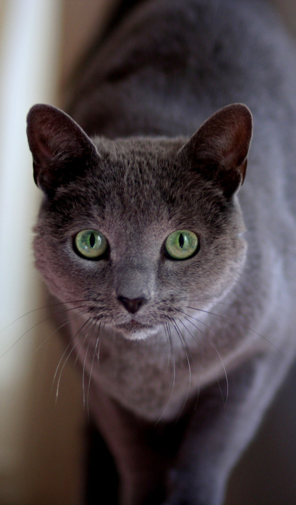 Милашка русская голубая кошка