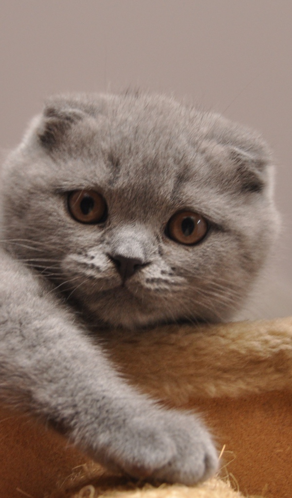 Милашка шотландская кошка