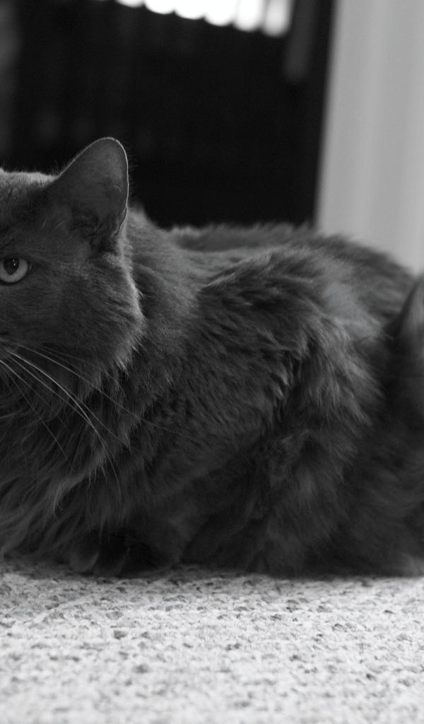 Милашка кот нибелунг