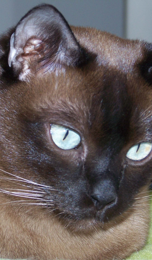 Темный окрас тонкинской кошки