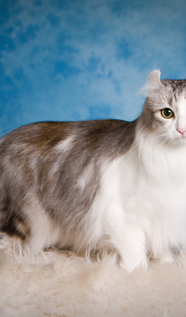 Дорогой кот американский керл