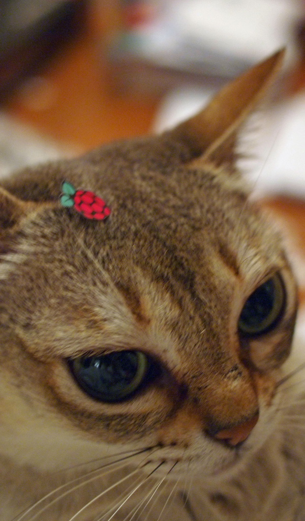 Украшение для сингапурской кошки