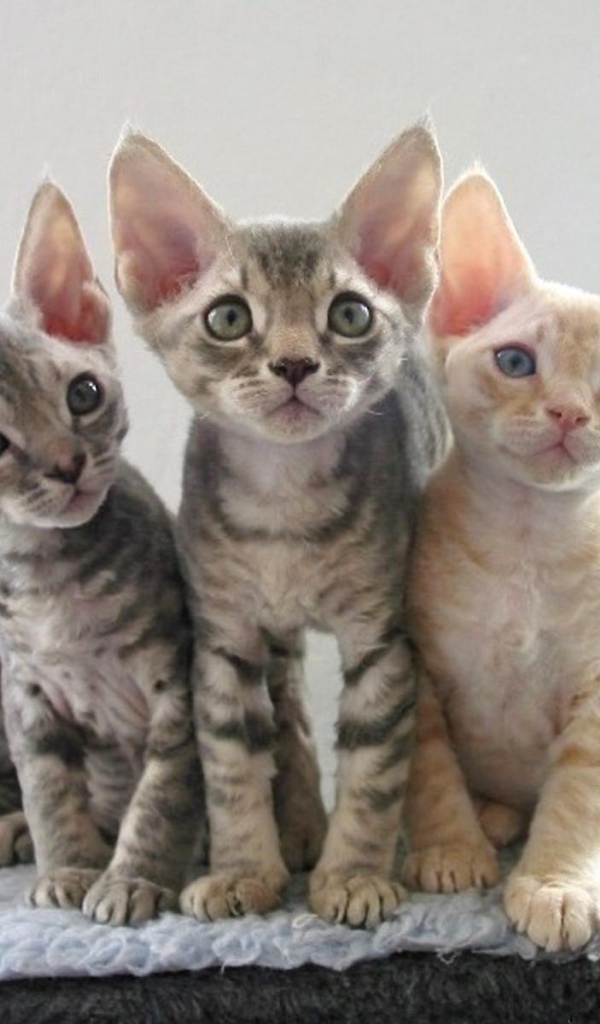 Котята девон-рекс