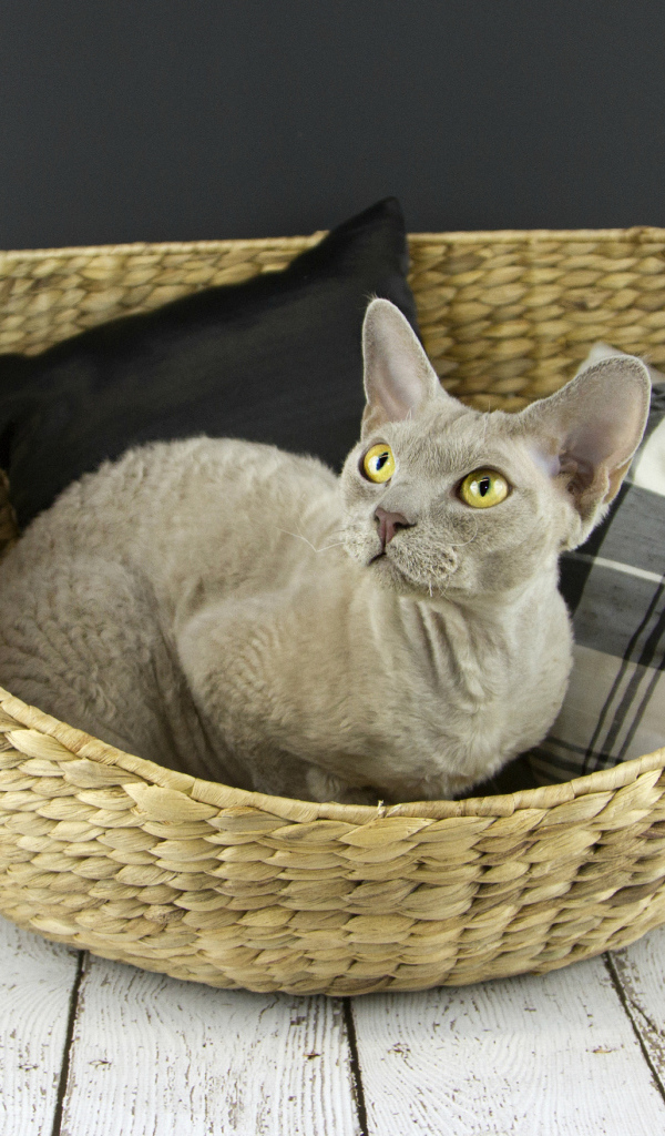 Кот девон-рекс в корзине