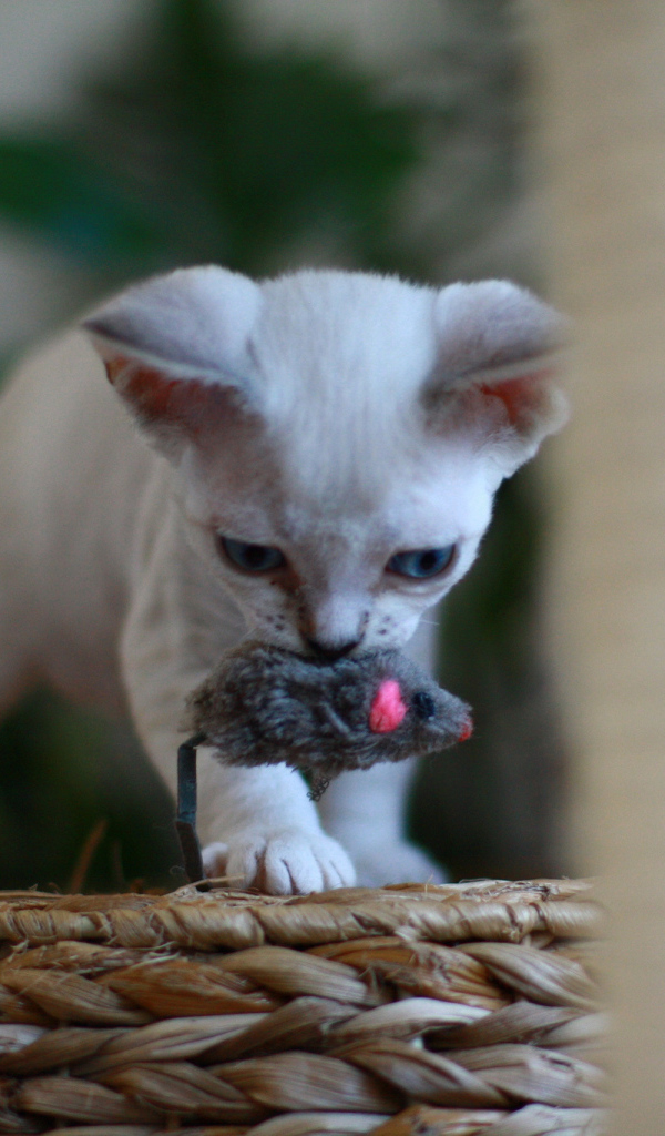 Котенок девон-рекс с игрушкой