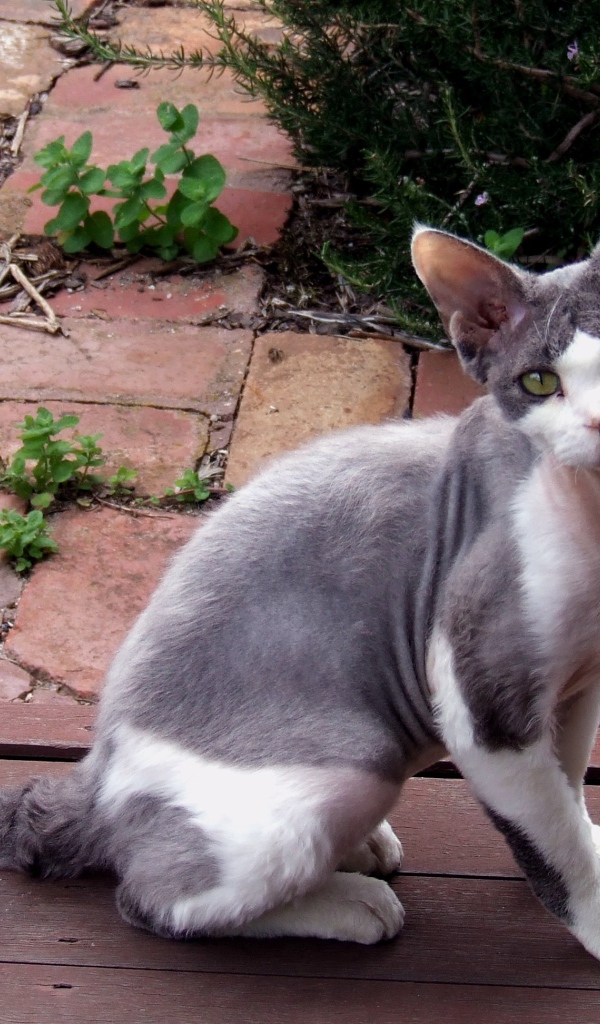 Девон рекс на улице