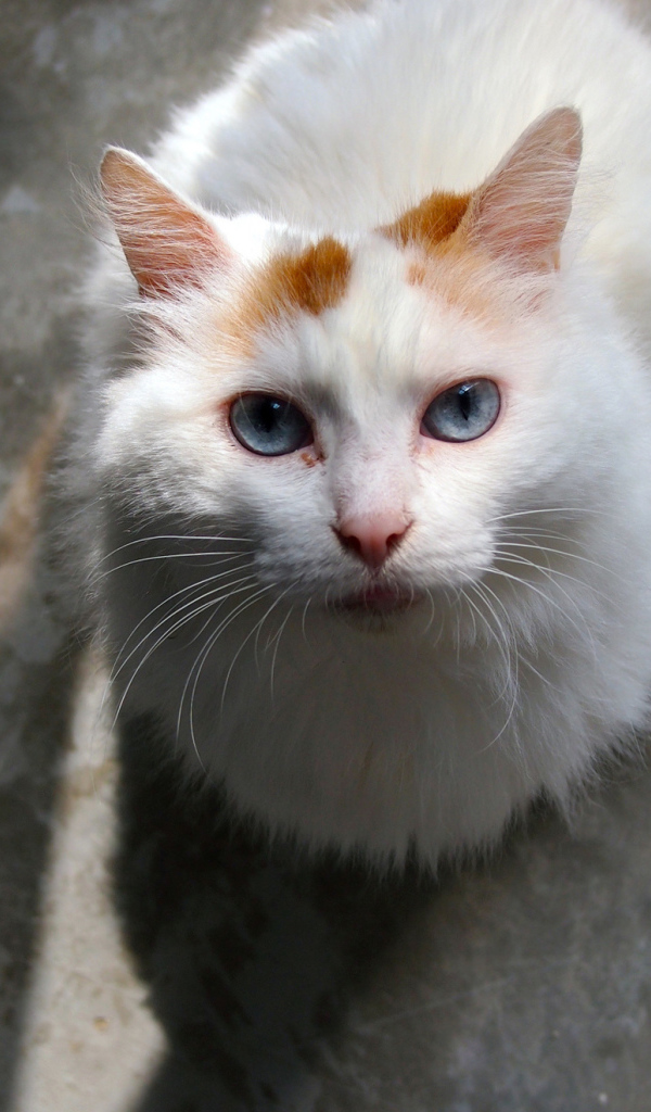 Преданный турецкий ван