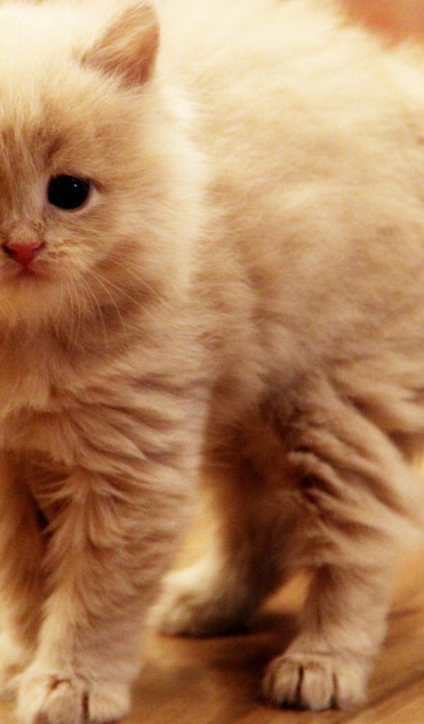 Взъерошенный котенок