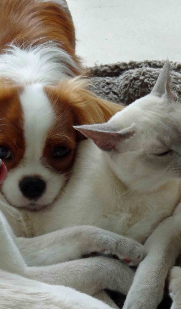 Собака и тонкинские кошки