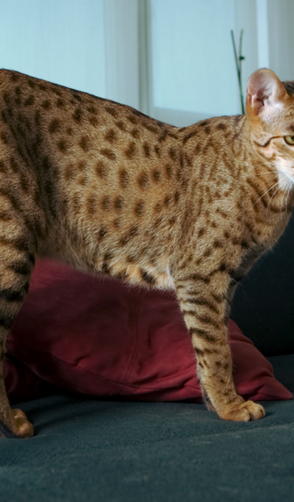 Домашняя кошка саванна